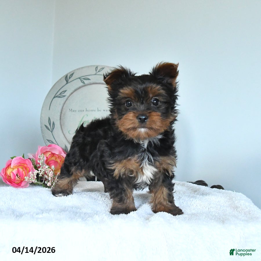 Yorkshire Terrier dogs Jordan - Ad 1