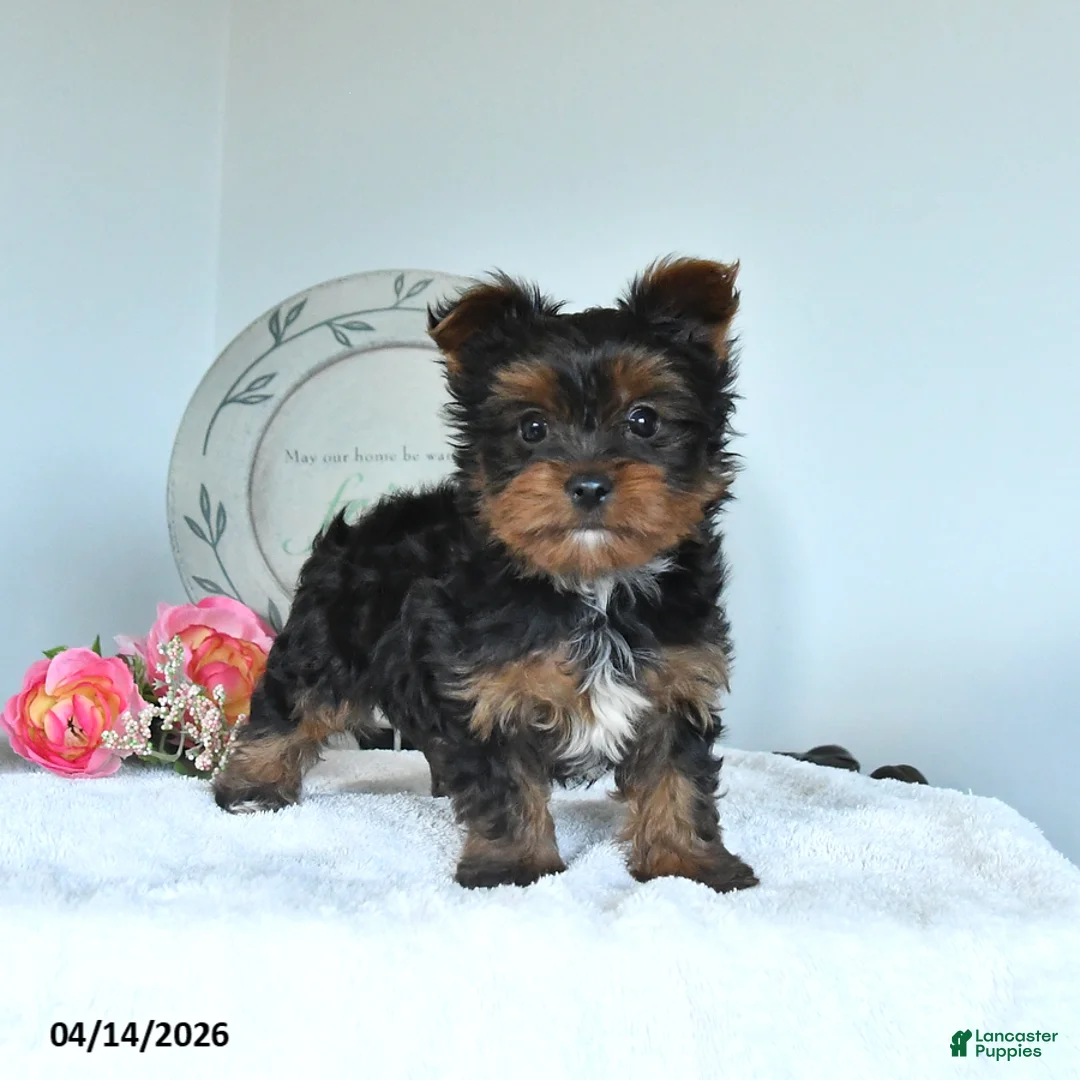Yorkshire Terrier dogs for sale: Jordan - Ad 1