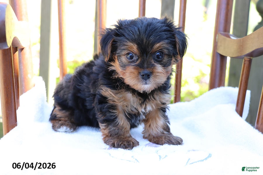 Yorkshire Terrier dogs for sale: Mike - Ad 1