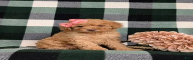 Mona Hypoallergenic