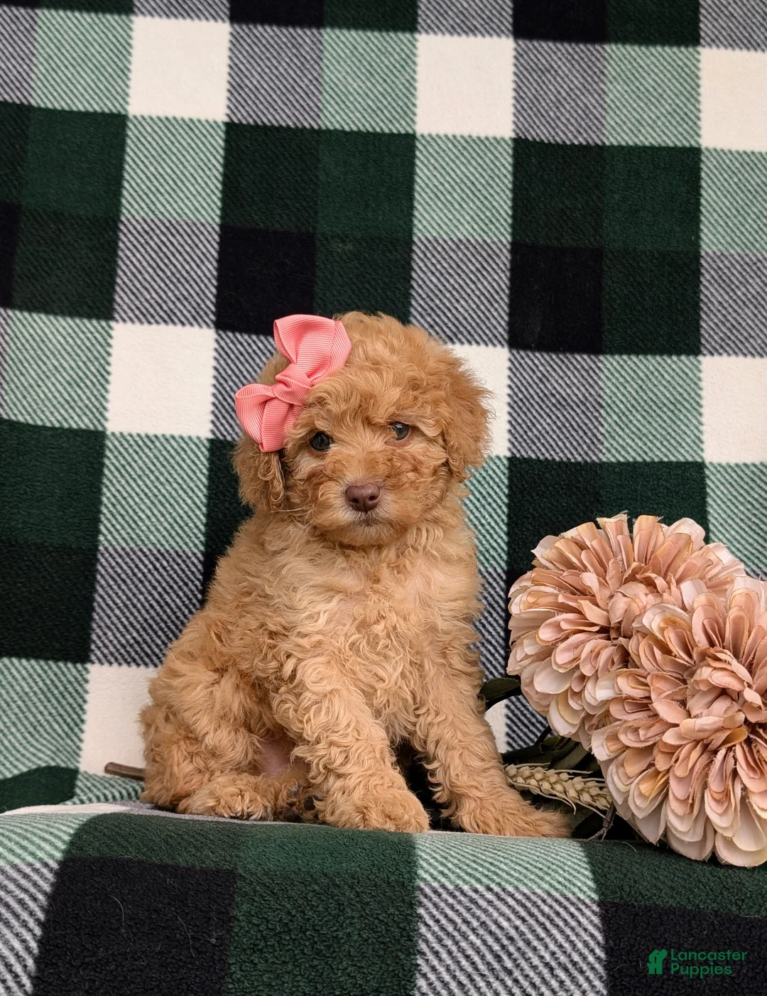 Mixed Breed dogs for sale: Mona Hypoallergenic - Ad 1