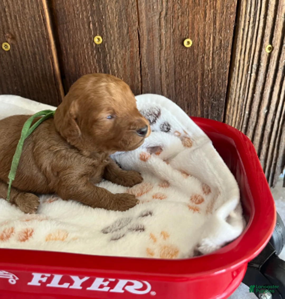 Mini Goldendoodle dogs for sale: Muffin - Ad 3