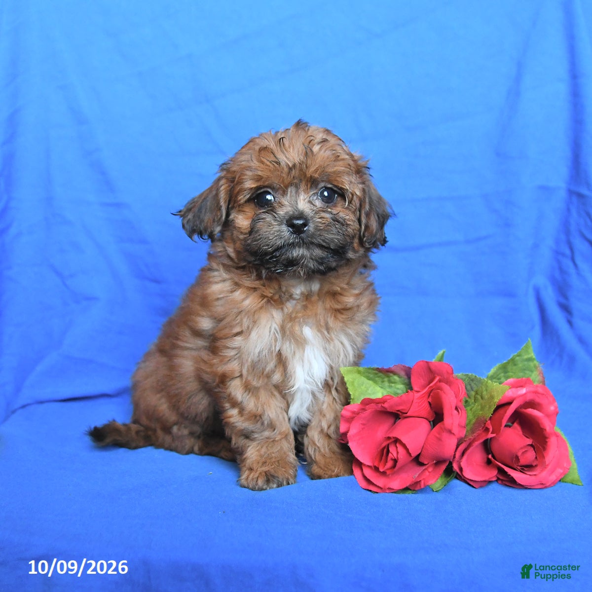 Shihpoo dogs for sale: Skippy - Ad 3