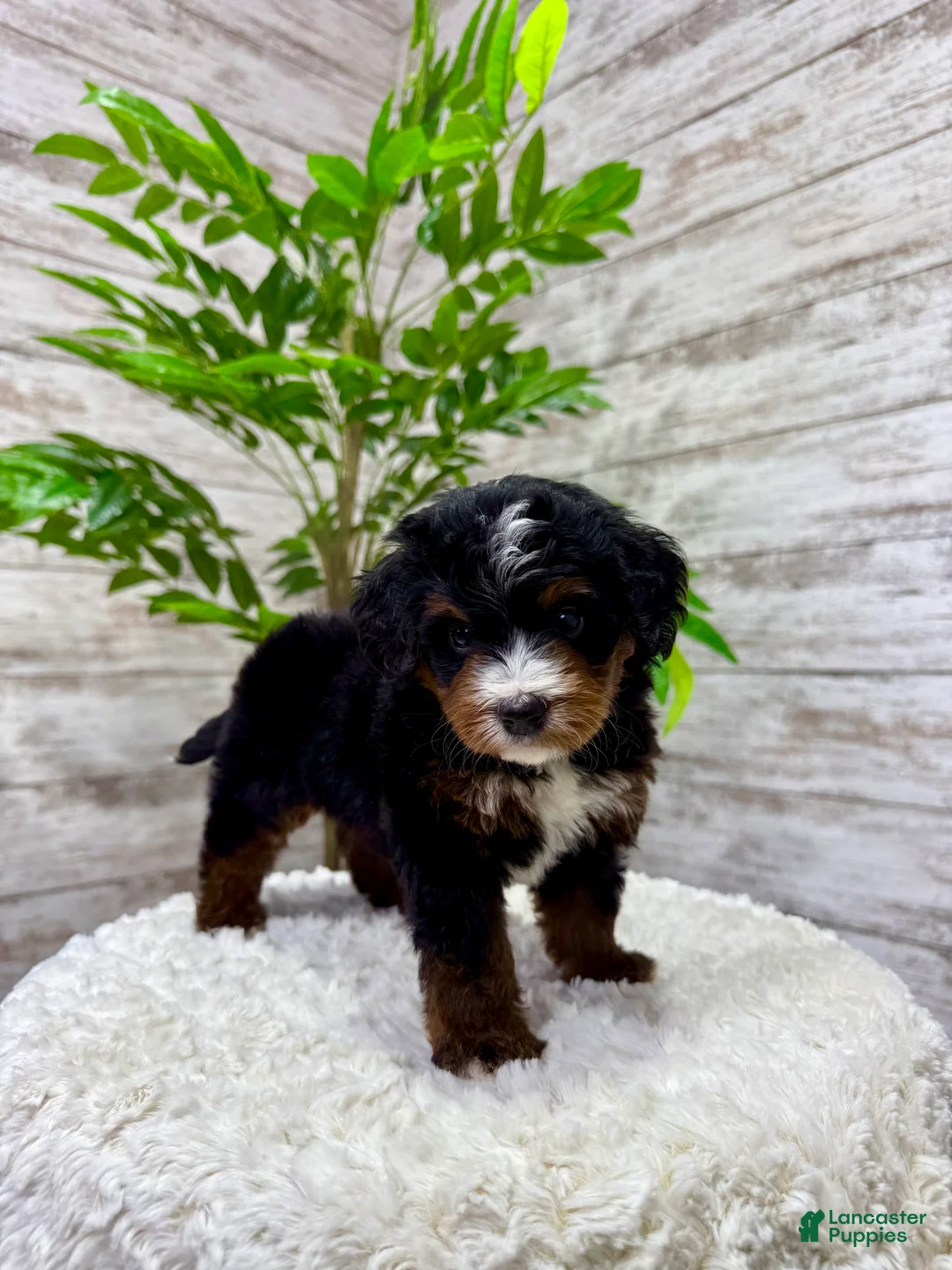Mini Bernedoodle dogs for sale: 🐶 Bear - Ad 8