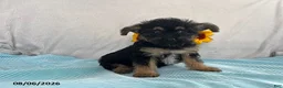 Yorkiepoo dogs for sale: Skylar - Ad 4