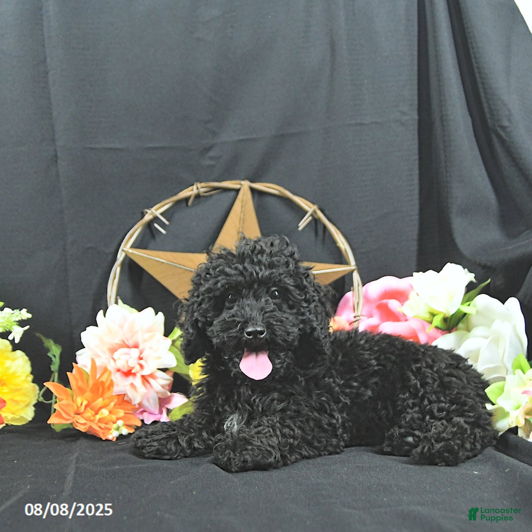 Miniature Poodle dogs for sale: Earl - Ad 7