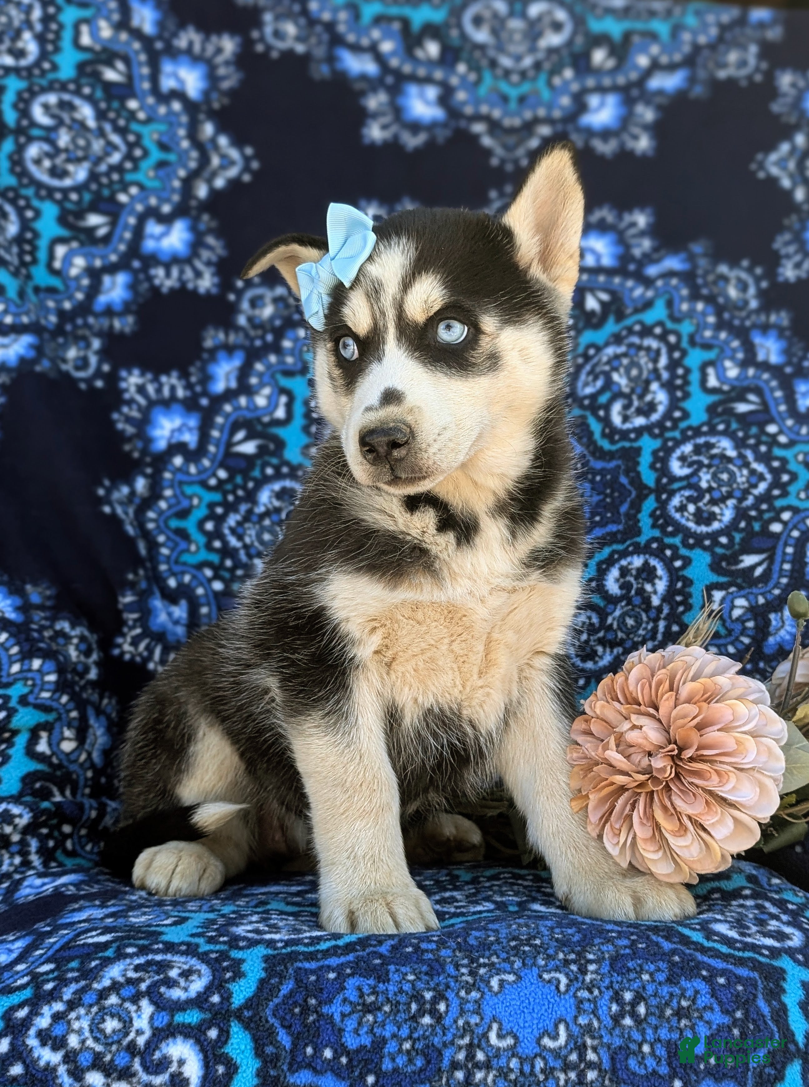 Siberian Husky dogs Justeen - Ad 2