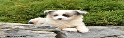 Miniature Australian Shepherd dogs for sale: Rusty - Ad 3