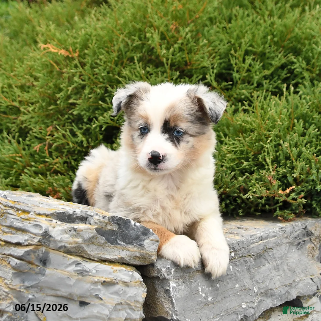 Miniature Australian Shepherd dogs for sale: Rusty - Ad 3