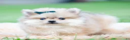 Pomeranian dogs for sale: Max - Ad 4