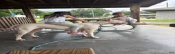 Dogo Argentino dogs for sale: Green male  - Ad 12
