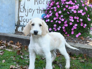 Labradoodle dogs - Ad 13