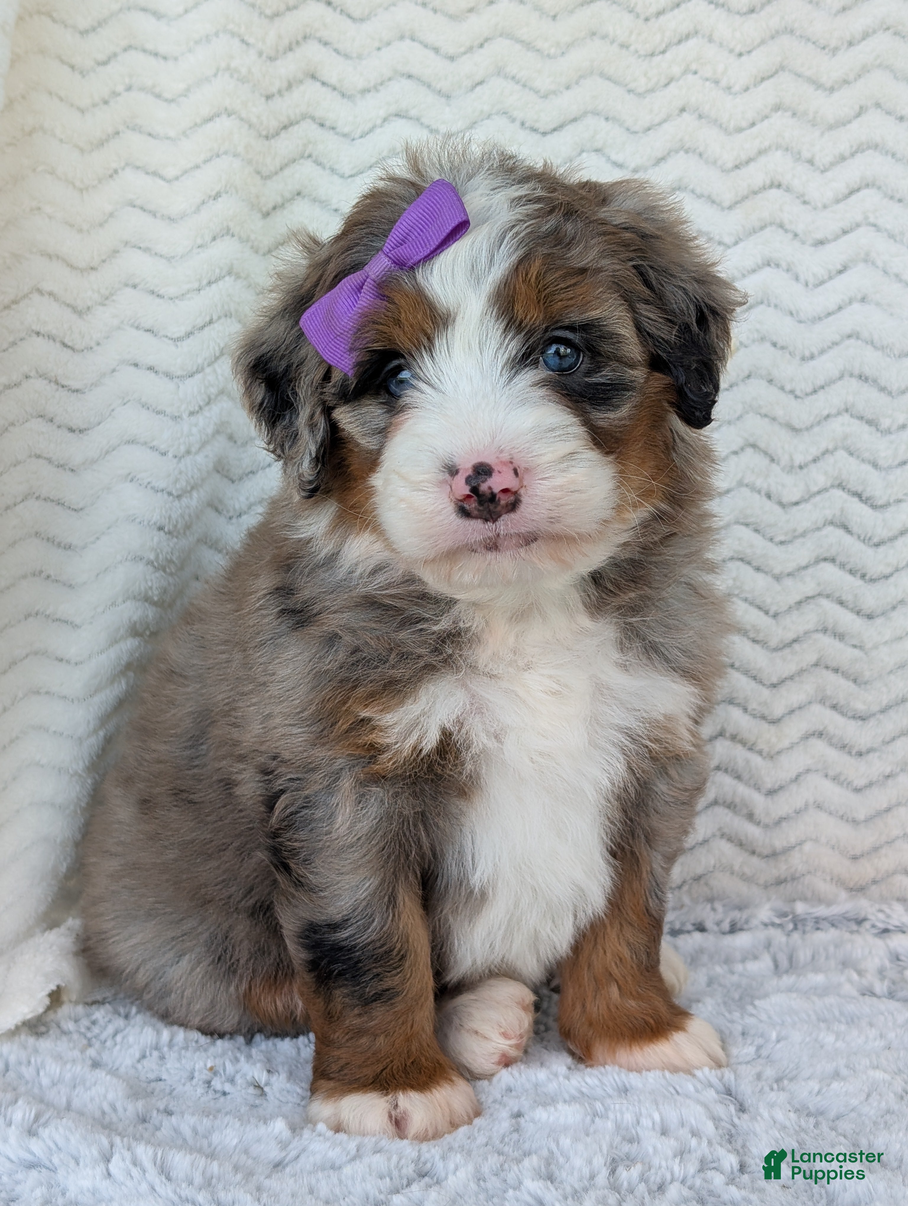 Mini Bernedoodle dogs Mini Indy  - Ad 1