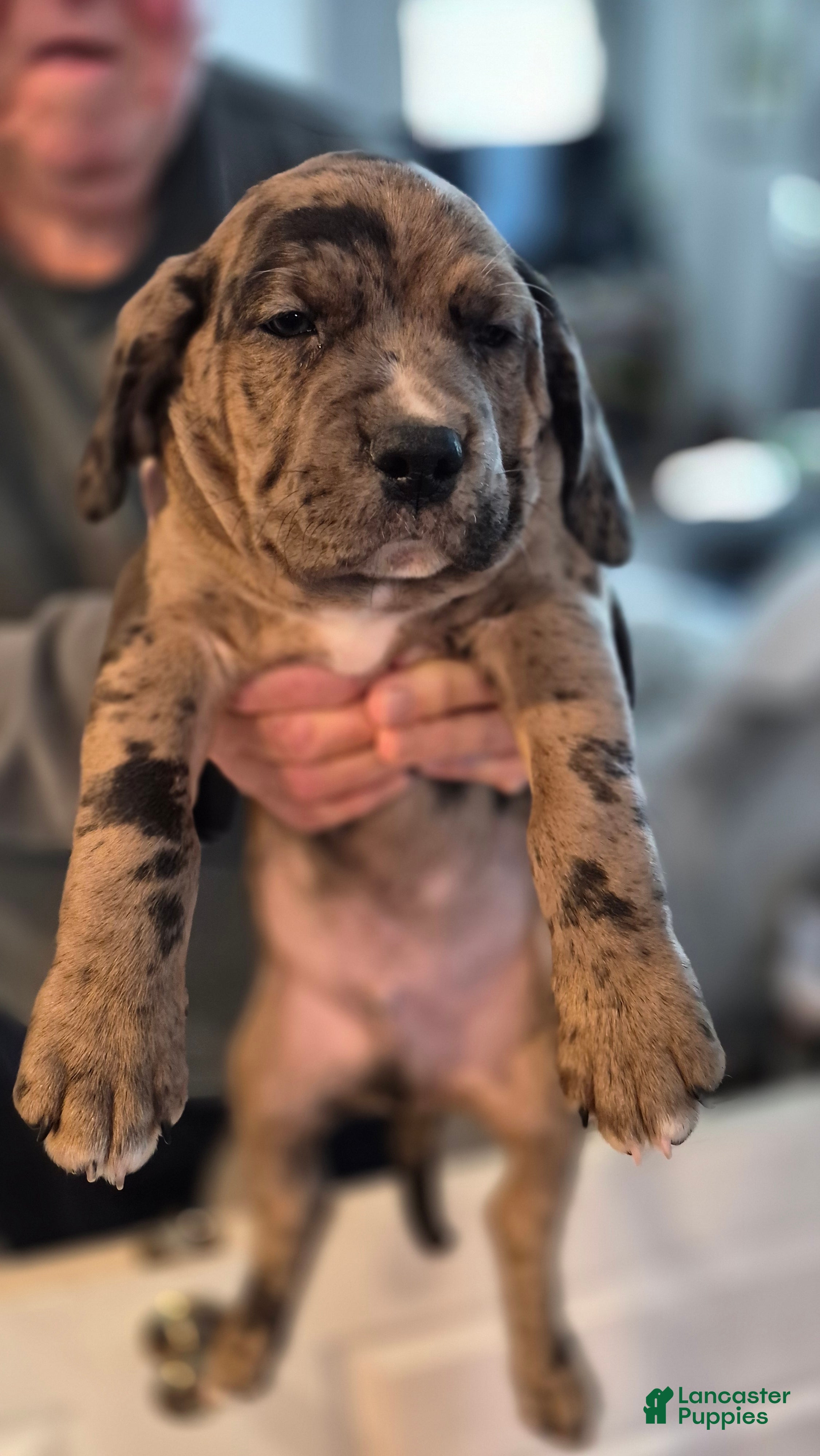 Mixed Breed dogs Winston - Ad 2