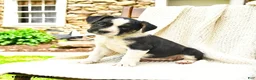 Mixed Breed dogs for sale: Tallahassee - Ad 1
