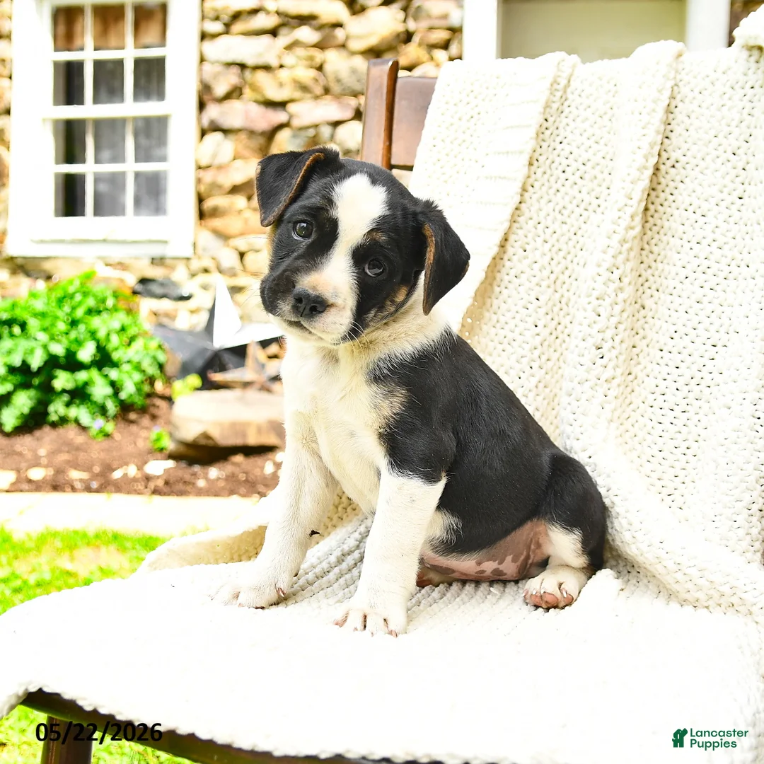 Mixed Breed dogs for sale: Tallahassee - Ad 1