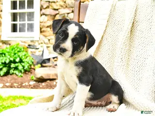 Mixed Breed dogs for sale: Tallahassee - Ad 3