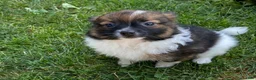 Pomchi dogs for sale: Baxter - Ad 4