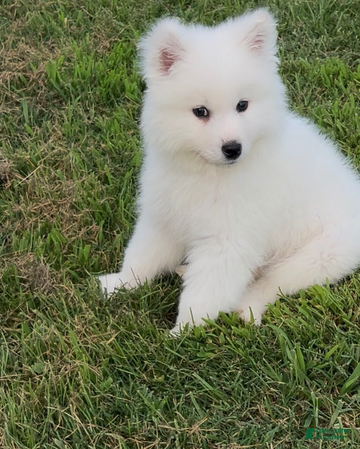 Samoyed dogs Koda  - Ad 12
