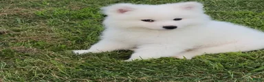 Koda 