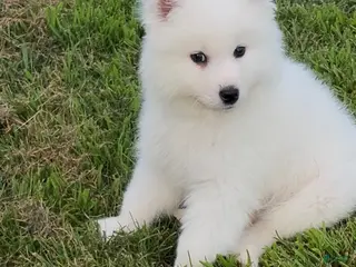 Samoyed dogs Koda - Ad 36