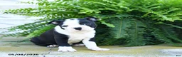 Boston Terrier dogs for sale: Sugar Cookie - Ad 1