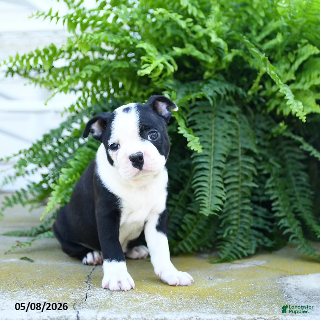 Boston Terrier dogs for sale: Sugar Cookie - Ad 1