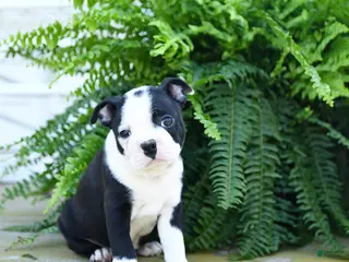 Boston Terrier dogs for sale: Sugar Cookie - Ad 2