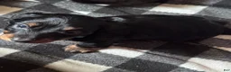 Miniature Dachshund dogs for sale: Luke - Ad 2