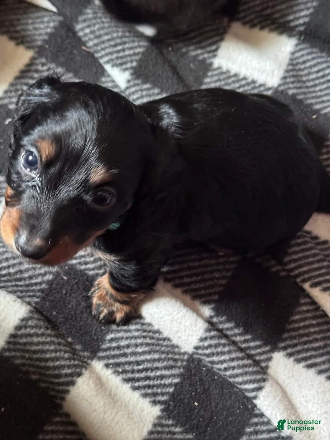 Miniature Dachshund dogs for sale: Luke - Ad 2