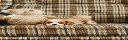 Cavalier King Charles Spaniel dogs for sale: Katy - Ad 4