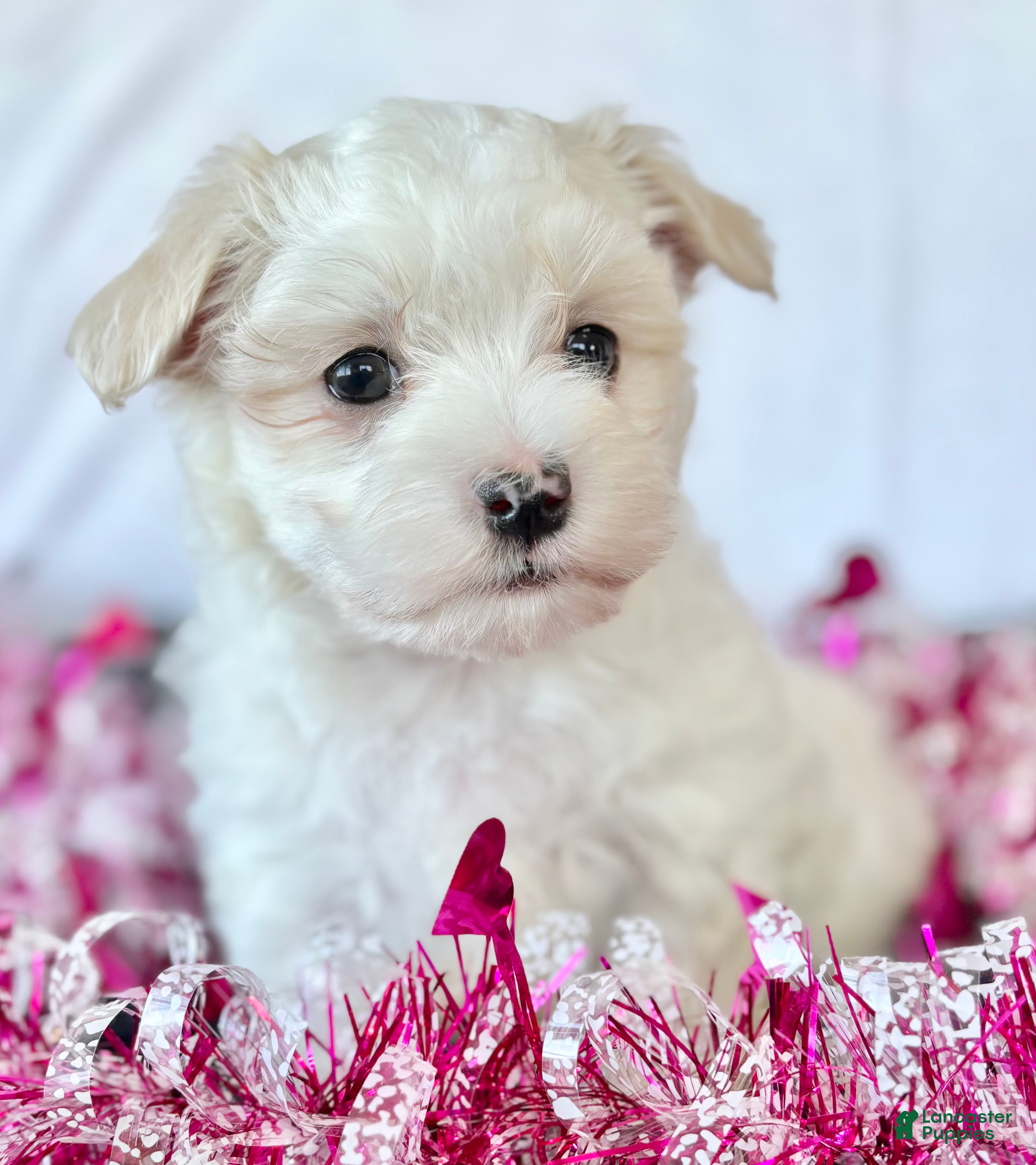 Maltese dogs Cody - Ad 29