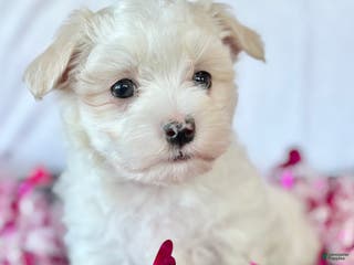Maltese dogs Cody - Ad 29
