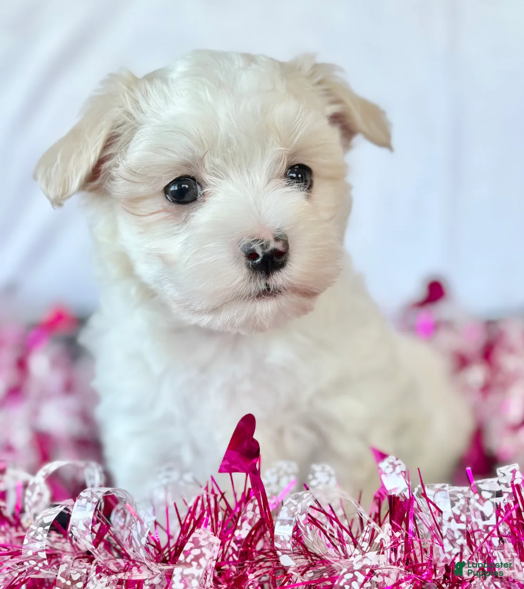 Maltese dogs for sale: Cody - Ad 1