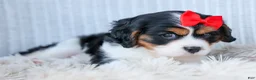 Cavalier King Charles Spaniel dogs for sale: Winston 🐶 - Ad 14
