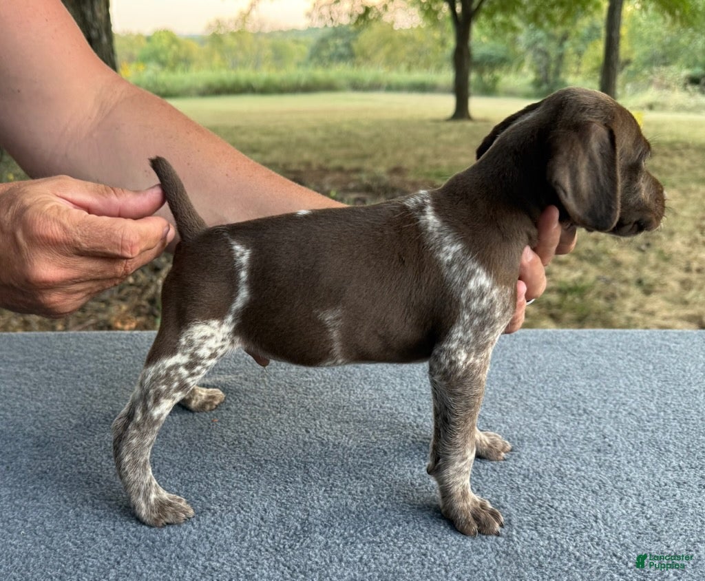 German Shorthaired Pointer dogs Boy 4 - Ad 2