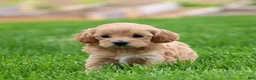 Mixed Breed dogs for sale: Kiva - Ad 4