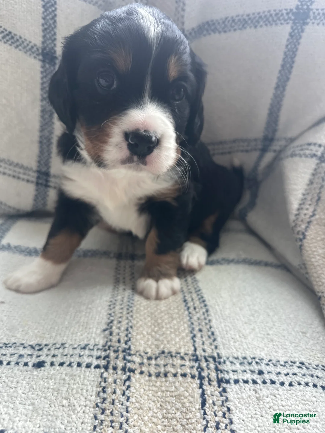 Miniature Bernese Mountain Dog dogs for sale: Miniature Bernese Mountain Dog Puppy 6 - Ad 5