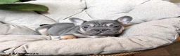 French Bulldog dogs for sale: Teddy - Ad 4