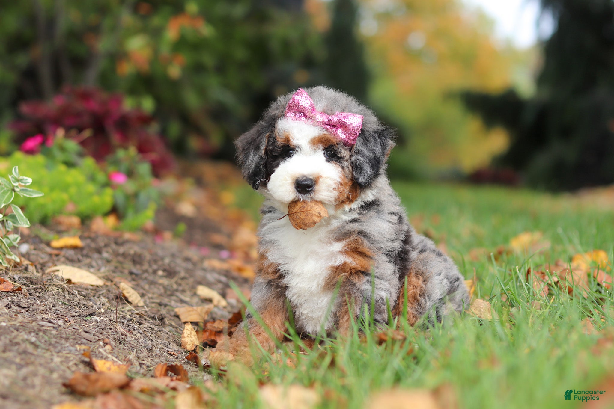 Mini Bernedoodle dogs Zendaya - Ad 1