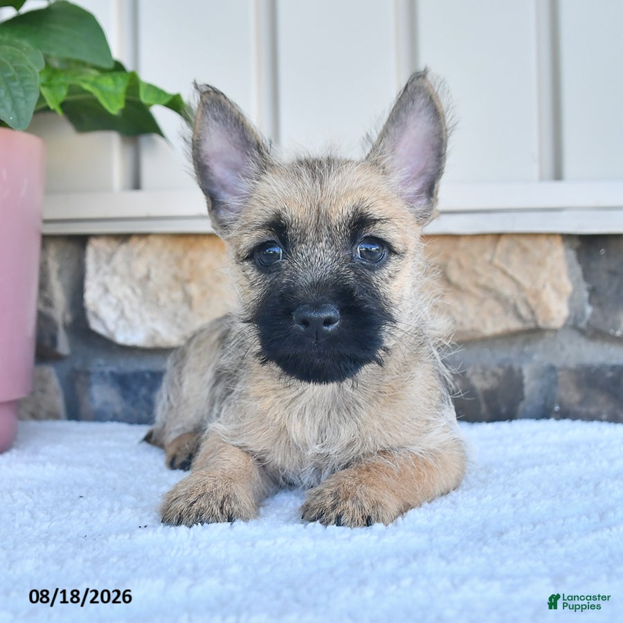 Cairn Terrier dogs for sale: Kenny - Ad 2