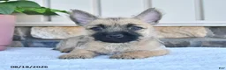 Cairn Terrier dogs for sale: Kenny - Ad 1