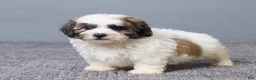 Teddy Bear dogs for sale: Leo - Ad 5