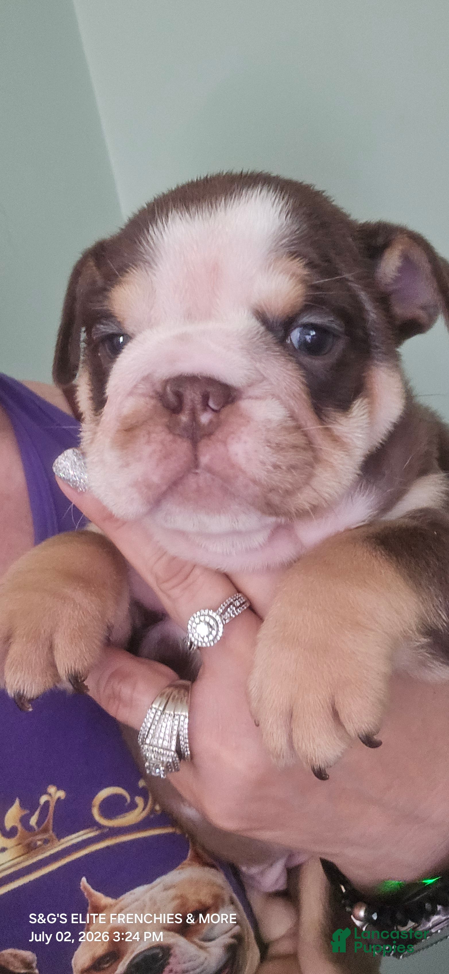 English Bulldog dogs Brandy - Ad 16