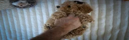 Bichpoo dogs for sale: Nova💕 - Ad 17