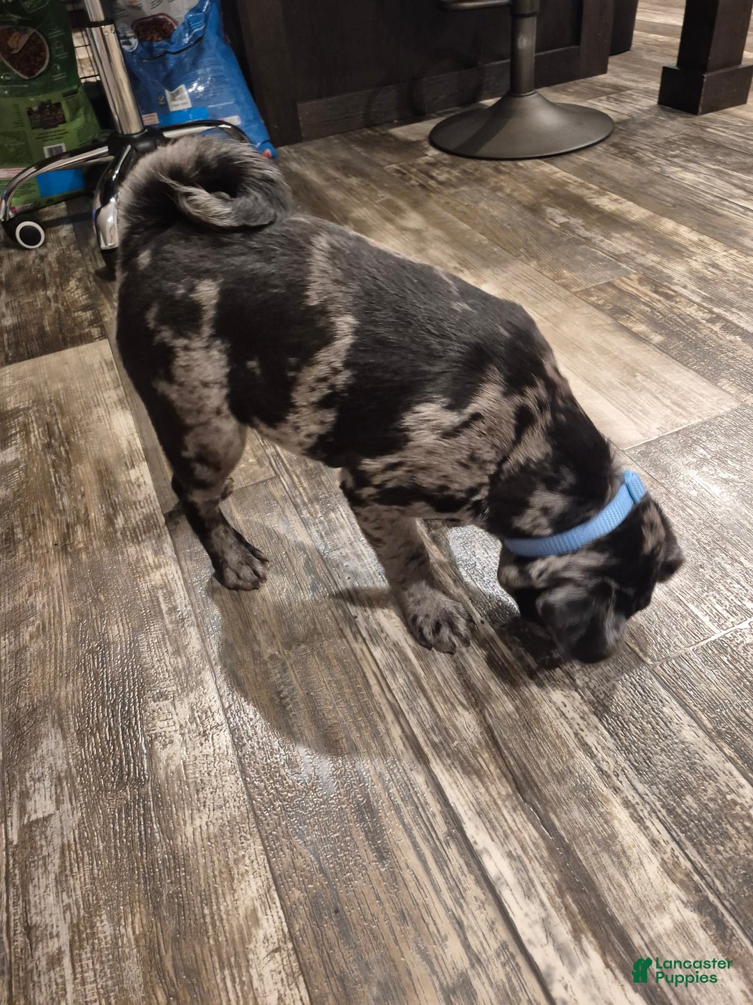 Pug dogs for sale: Pug Puppy 1 - Ad 3