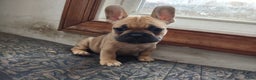 French Bulldog dogs for sale: French Bulldog Puppy 6 - Ad 2