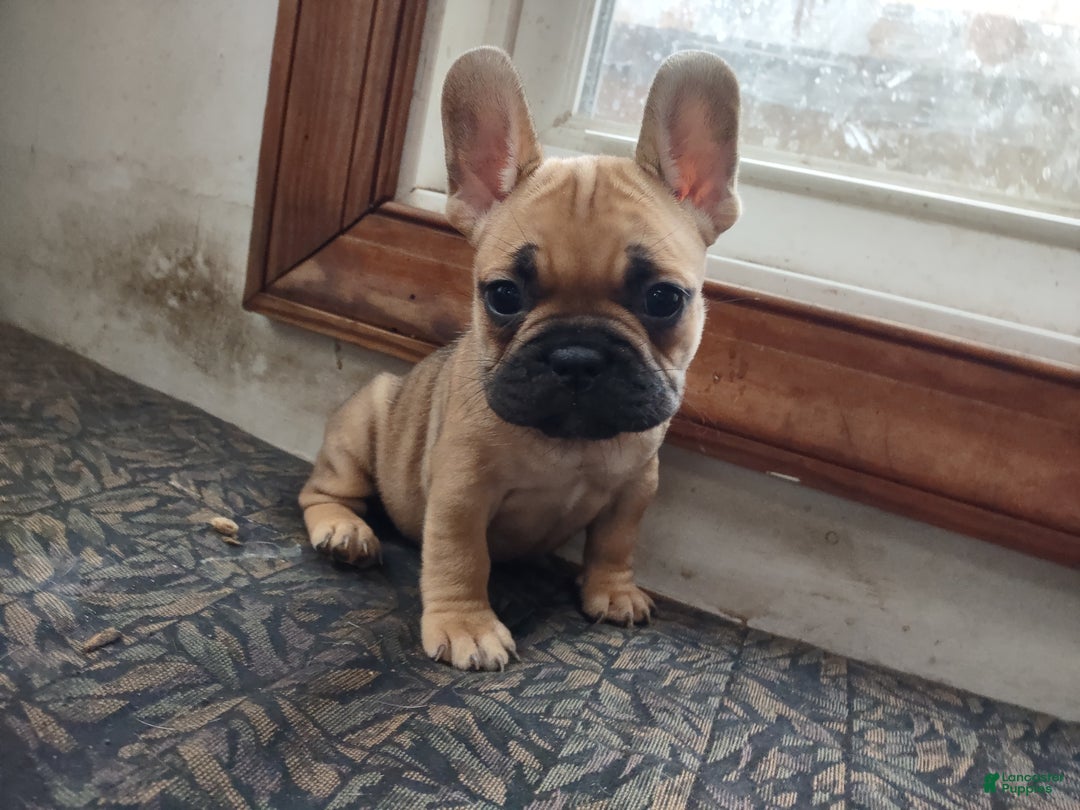French Bulldog dogs for sale: French Bulldog Puppy 6 - Ad 2