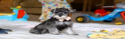 Miniature Schnauzer dogs for sale: Charity - Ad 3