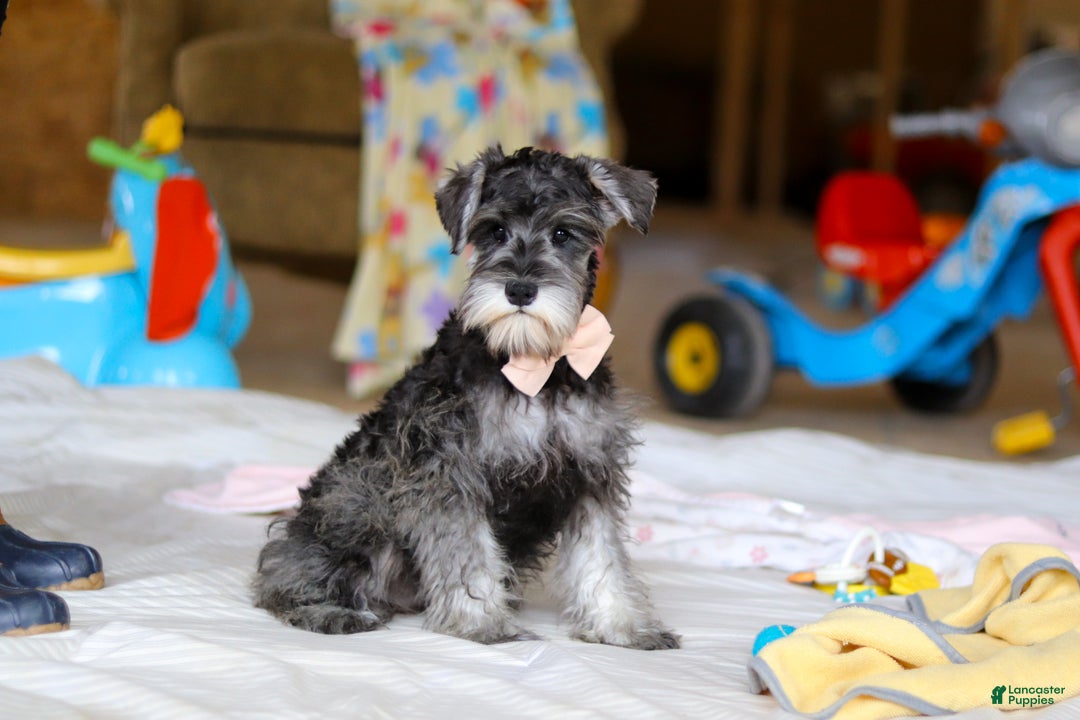 Miniature Schnauzer dogs for sale: Charity - Ad 3